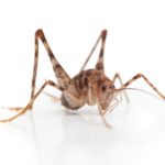 Cave Crickets