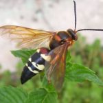 Cicada Killers