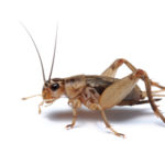 House Crickets