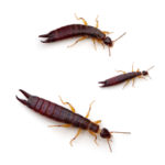 Earwigs