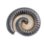 Centipedes & Millipedes