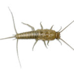 Silverfish