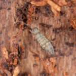 Springtails