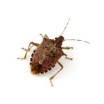 Stink Bugs
