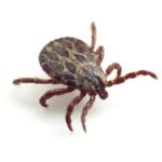 Ticks