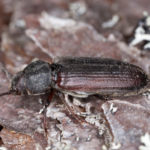 Powderpost Beetles