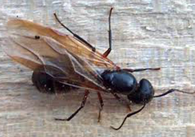 Carpenter Ants And How To Get Rid Of Them Master S Pest Control,Puto Flan Recipe