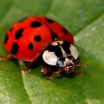 Asian Lady Beetles