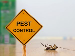 Pest Control sign next to dead bed bug