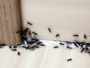 Ants finding their way into a home