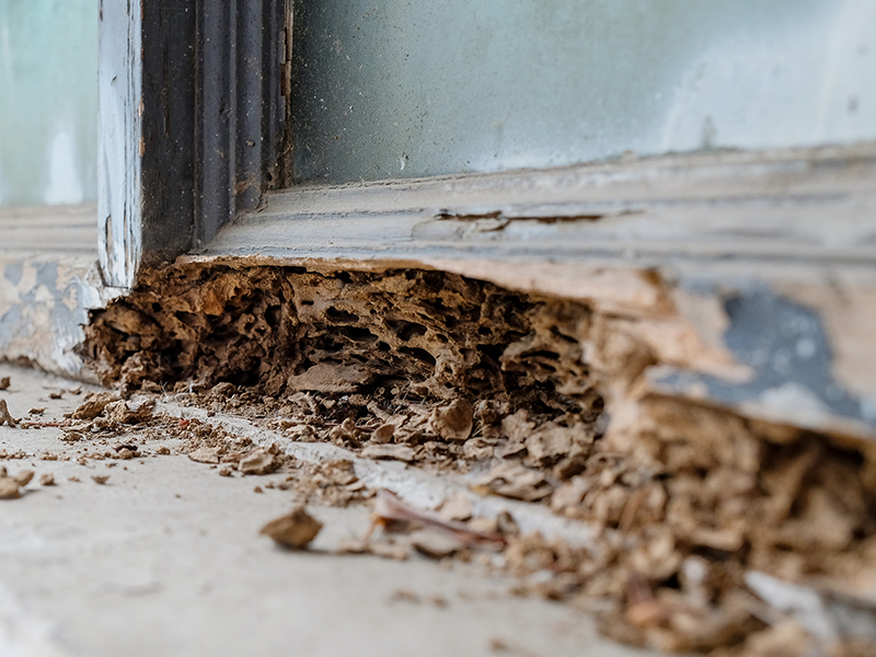 Should You Buy a Home in New York That Has Termite Damage?